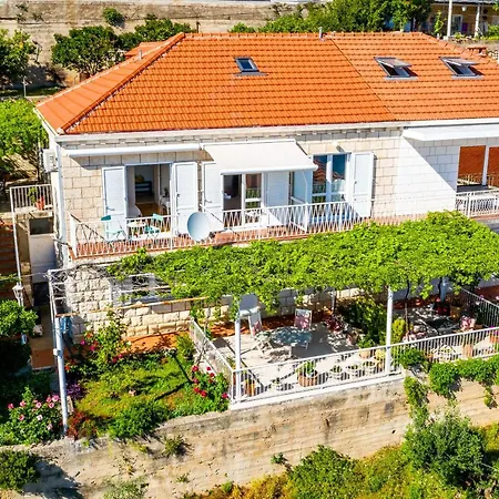 Rose 두브로브니크